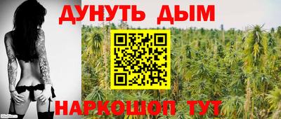 сатива Гай